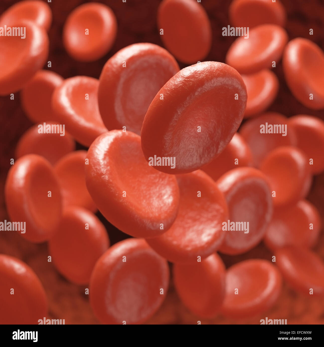 Le cellule rosse del sangue in movimento in vasi sanguigni con profondità di campo. Foto Stock