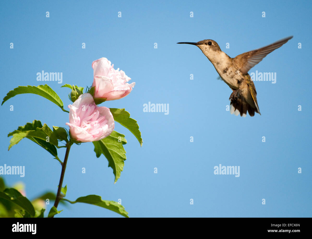 Bellissima femmina Ruby-throated Hummingbird passando vicino ad una luce rosa Althea flower Foto Stock