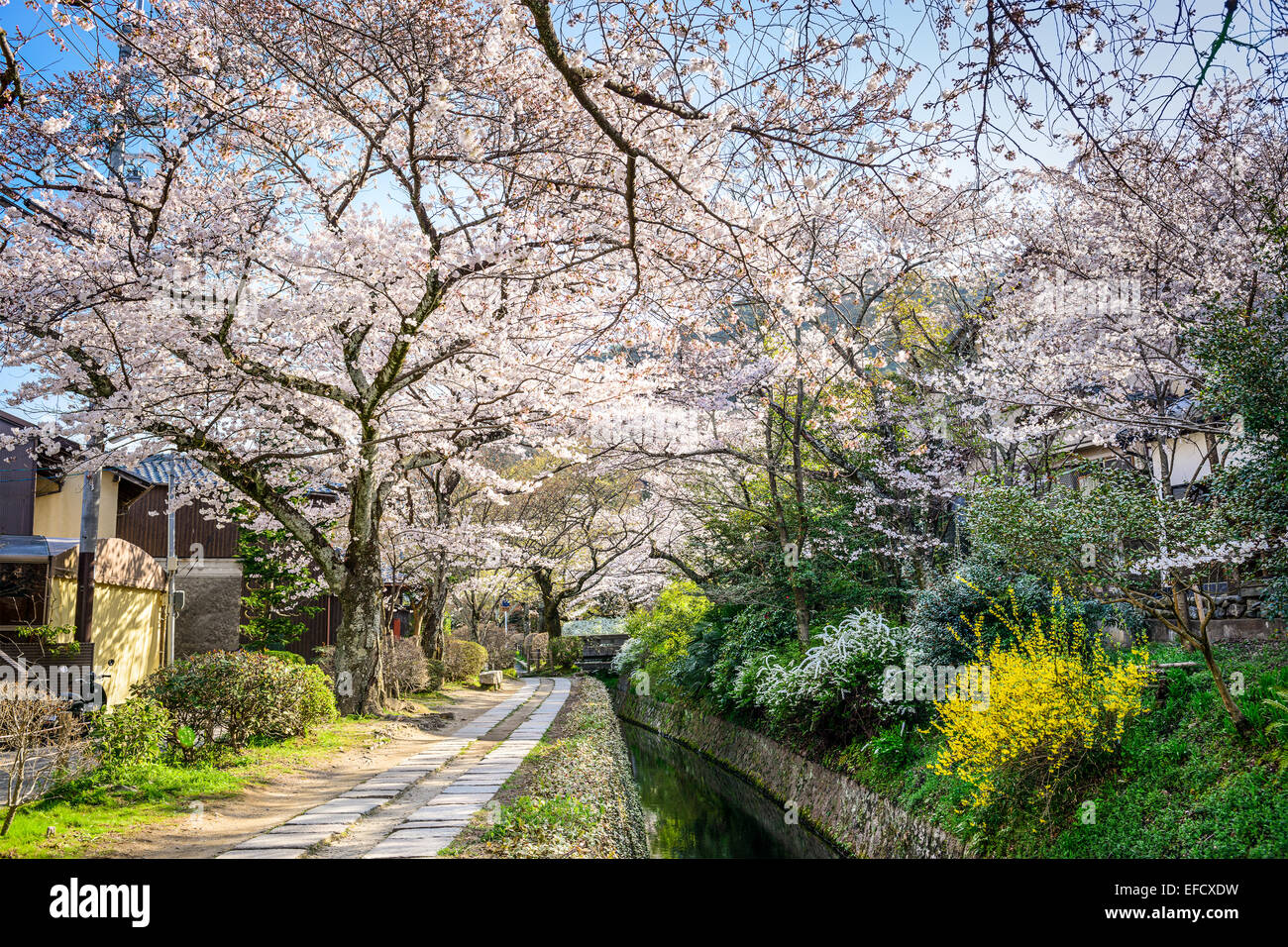 Kyoto, Giappone al filosofo a piedi nella stagione primaverile. Foto Stock