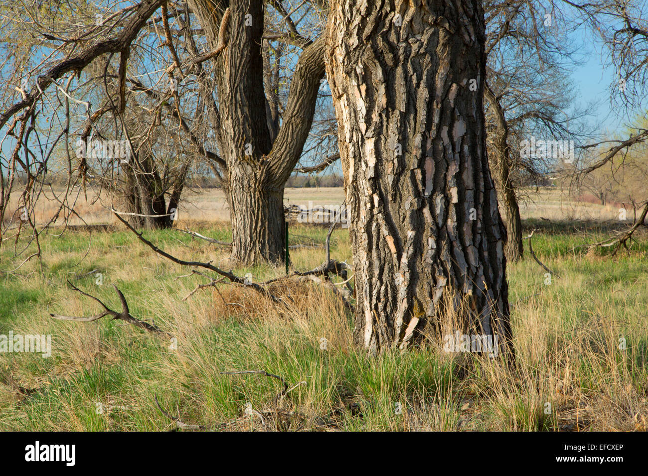 Pioppi neri americani, Rocky Mountain Arsenal National Wildlife Refuge, Colorado Foto Stock