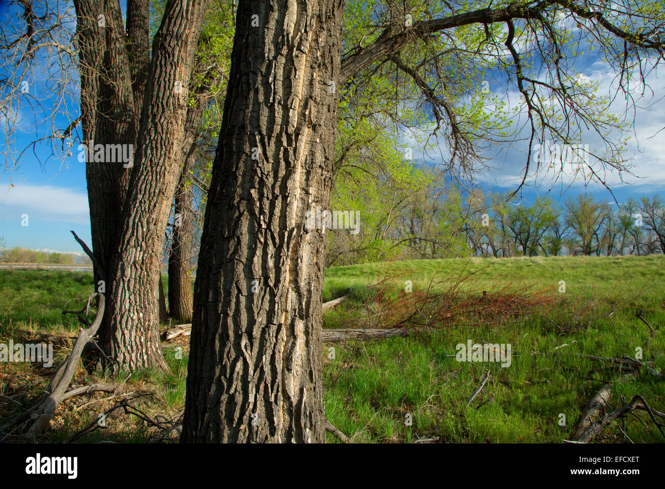 Pioppi neri americani, Rocky Mountain Arsenal National Wildlife Refuge, Colorado Foto Stock