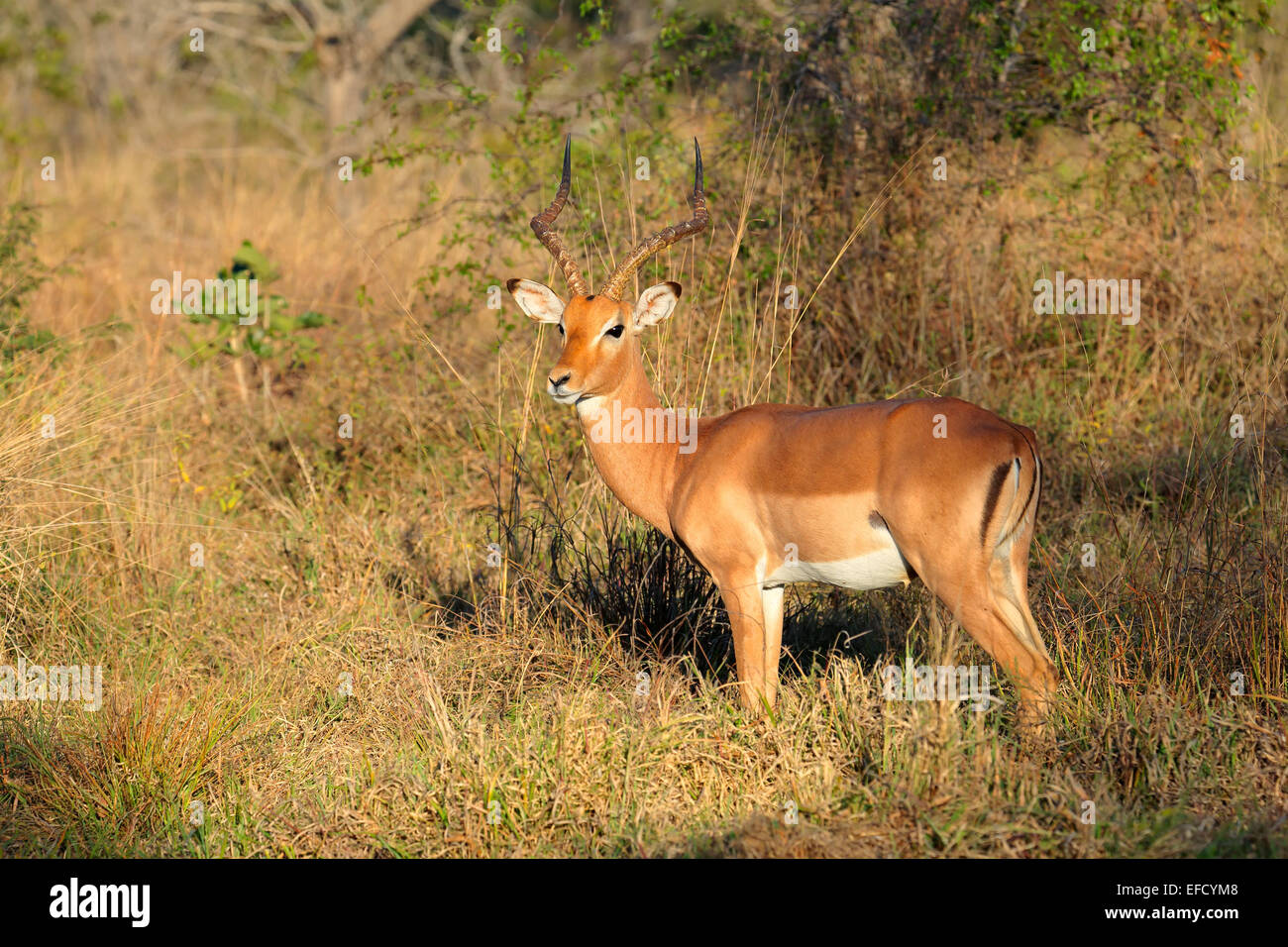 Un maschio di impala antilope (Aepyceros melampus) in habitat naturale, Sud Africa Foto Stock