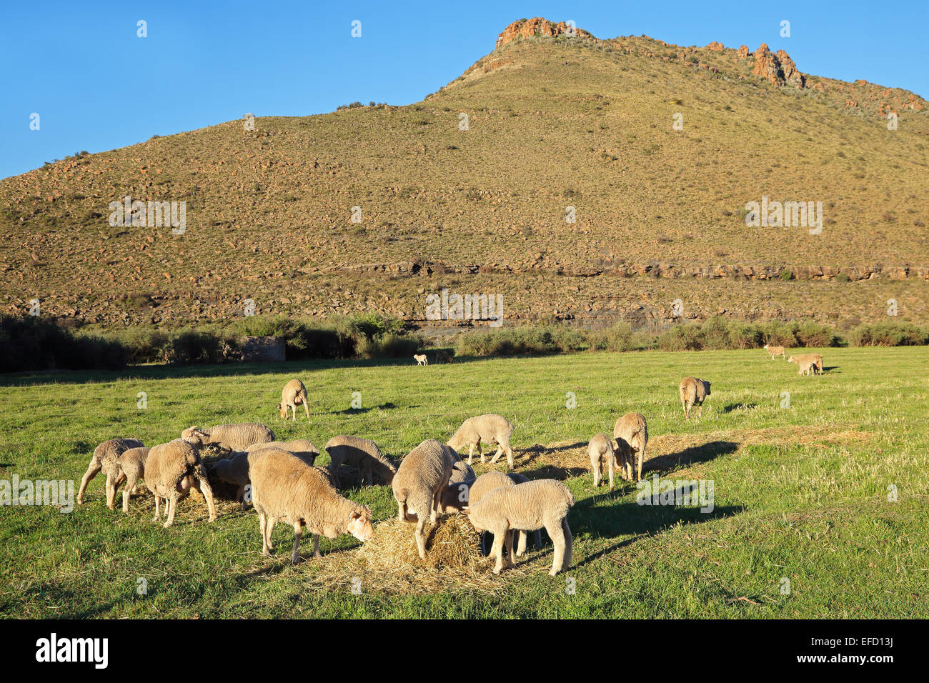 Pecore Merino di pascolare su lussureggianti e verdi pascoli nel tardo pomeriggio di luce, Karoo regione, Sud Africa Foto Stock