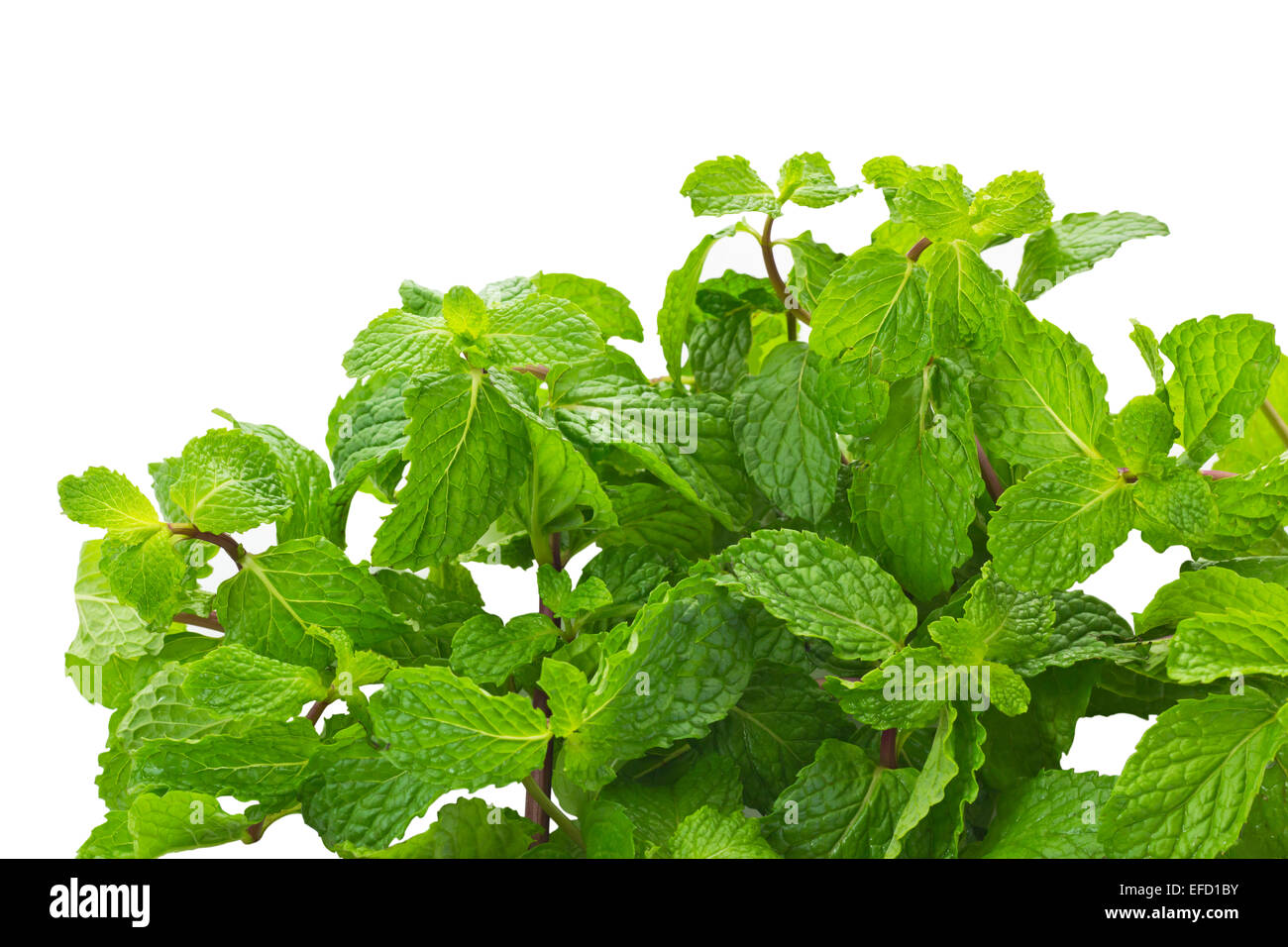 Mentha Cordifolia Opiz noto come menta, isolare su sfondo bianco e il tracciato di ritaglio Foto Stock