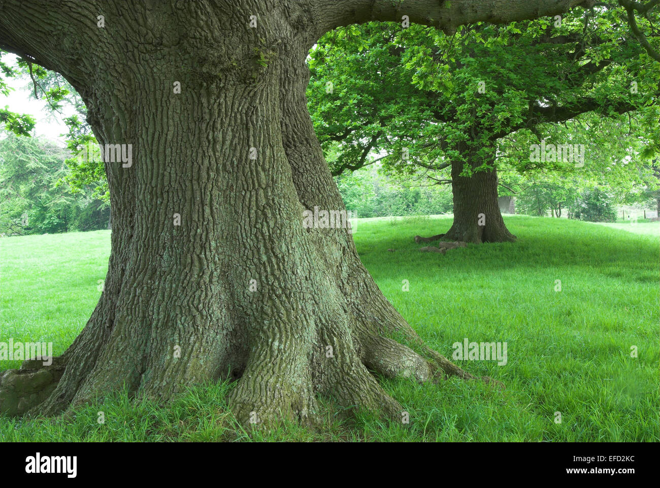 Ippocastani nel campo vicino al paese di Upton Park auto park, Dorset, Regno Unito Foto Stock