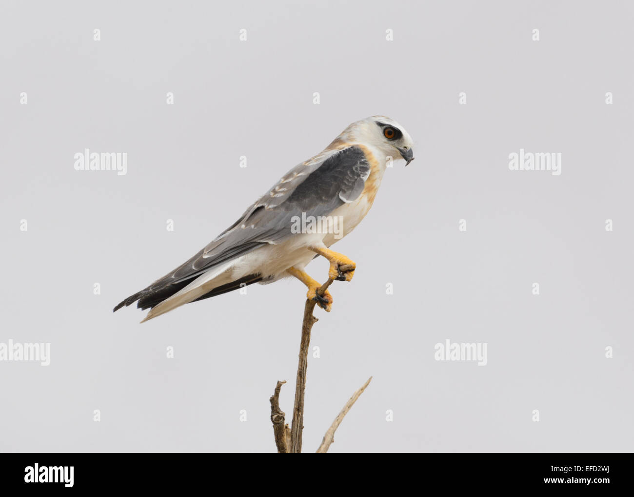 Nero-Kite con spallamento (Elanus axillaris), Sud Australia Foto Stock