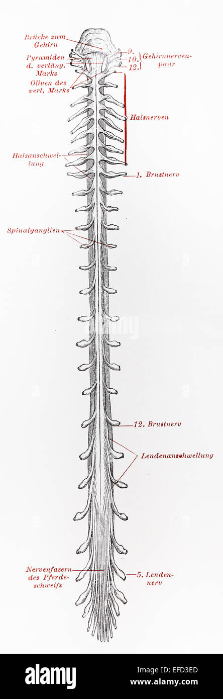 Vintage del XIX secolo vecchio disegno che rappresentano il midollo spinale umano Foto Stock
