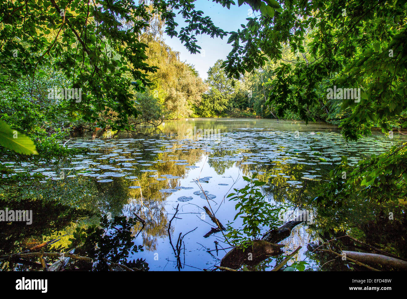 Riserva naturale Heisinger Ruhrauen, sulla riva occidentale del Lago Baldeneysee Essen, un rifugio e terreno fertile per molte specie Foto Stock