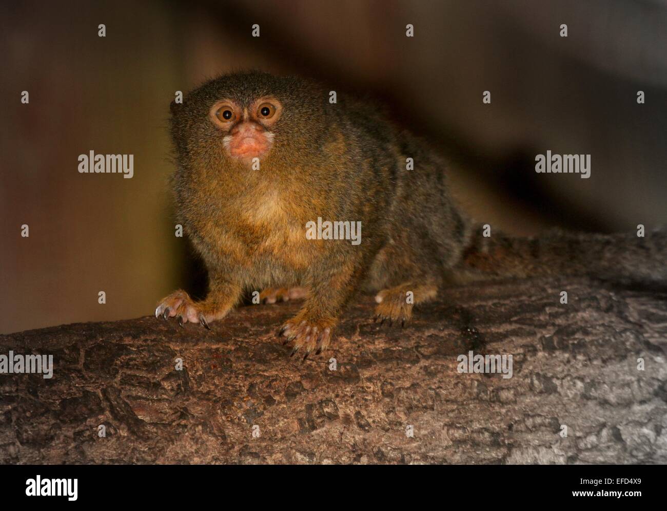 Sud Americana pigmeo (marmoset Callithrix pygmaea, Cebuella pygmaea) guardando la telecamera Foto Stock