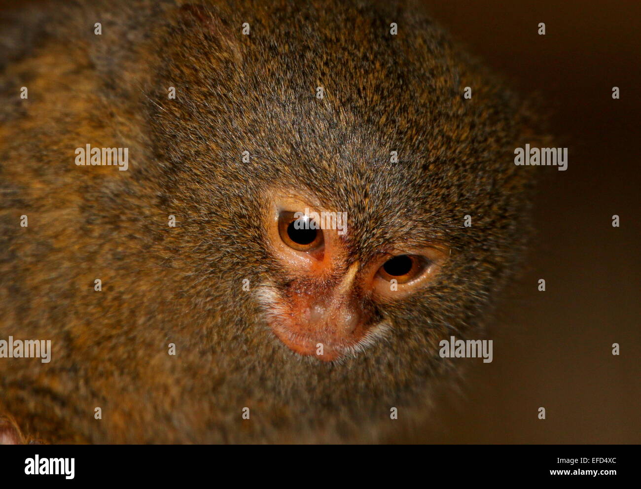 Close-up di un volto di South American pigmeo (marmoset Callithrix pygmaea, Cebuella pygmaea) Foto Stock