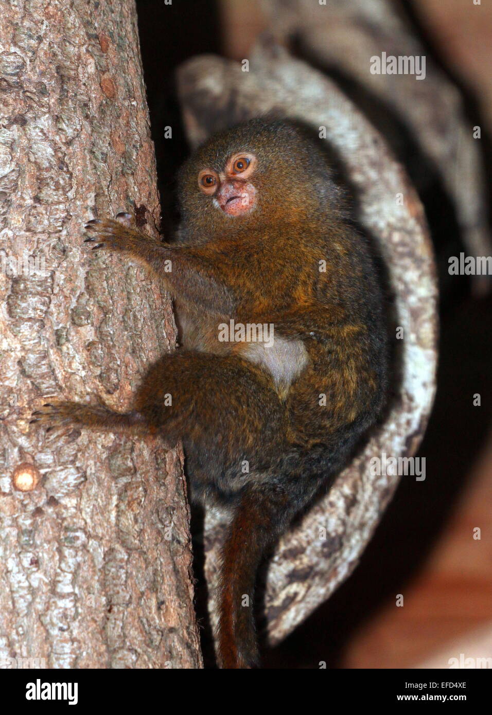 Sud Americana pigmeo (marmoset Callithrix pygmaea, Cebuella pygmaea) Foto Stock