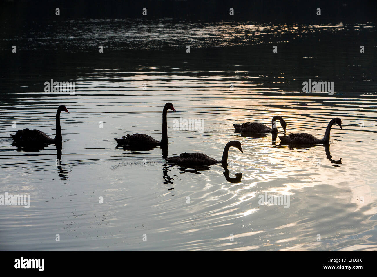 Riserva naturale a 'Lago Baldeneysee' lago, un rifugio e terreno fertile per molte specie di uccelli, il lutto dei cigni, Cygnus atratus, Foto Stock