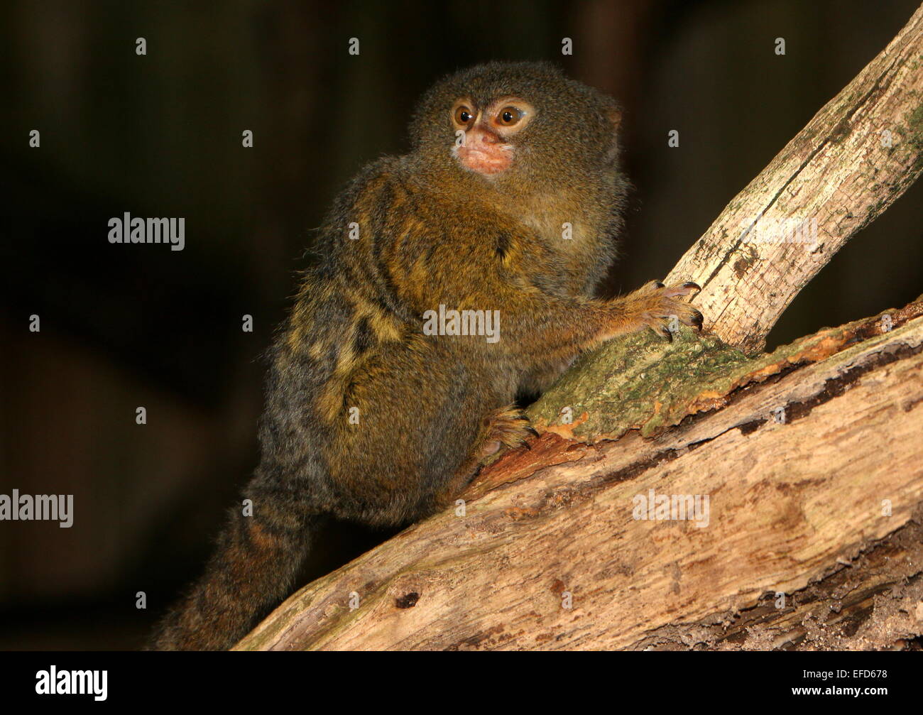 Sud Americana pigmeo (marmoset Callithrix pygmaea, Cebuella pygmaea) in posa su un ceppo di albero Foto Stock