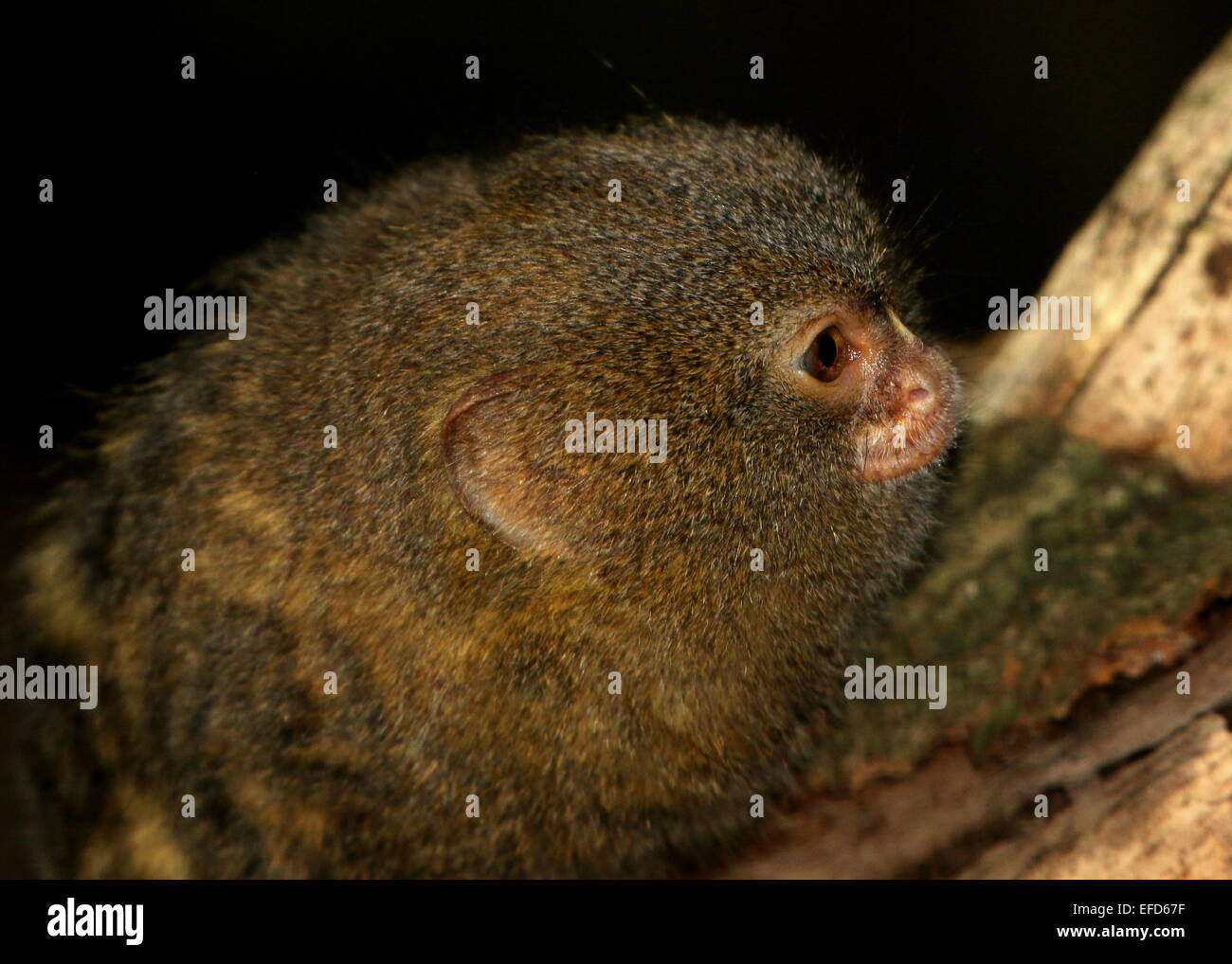Sud Americana pigmeo (marmoset Callithrix pygmaea, Cebuella pygmaea), close-up della testa Foto Stock