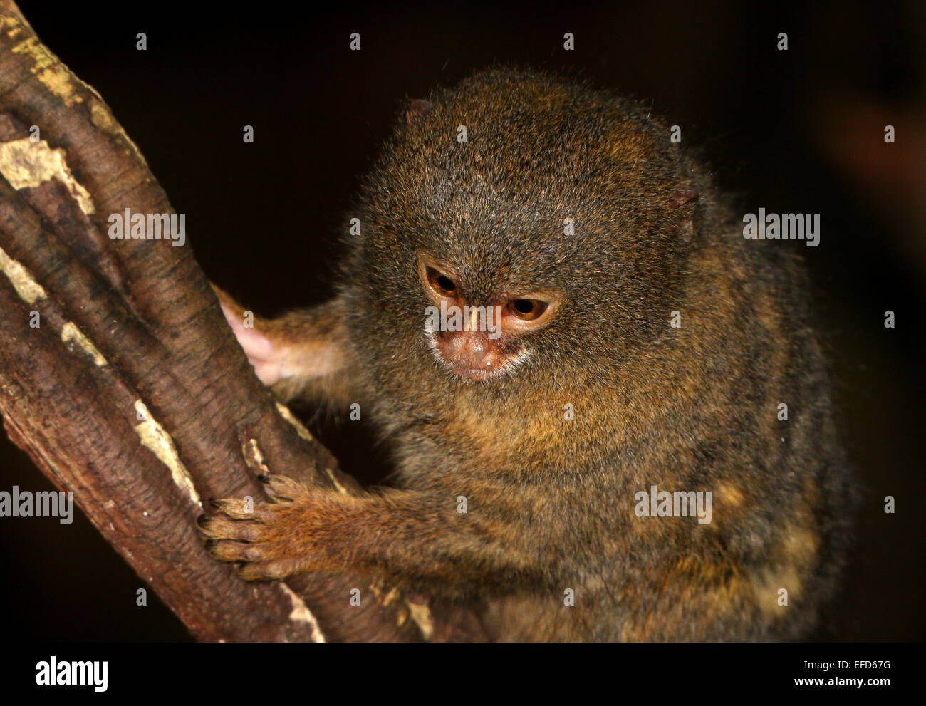 Sud Americana pigmeo (marmoset Callithrix pygmaea, Cebuella pygmaea) aggrappandosi ad un albero Foto Stock