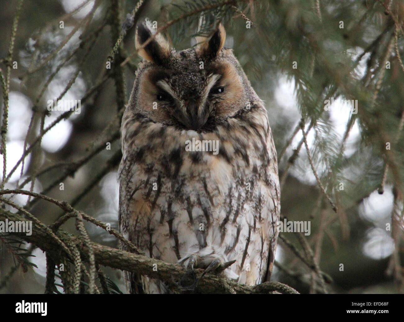 Gufo comune (Asio otus) in un pino durante il giorno Foto Stock