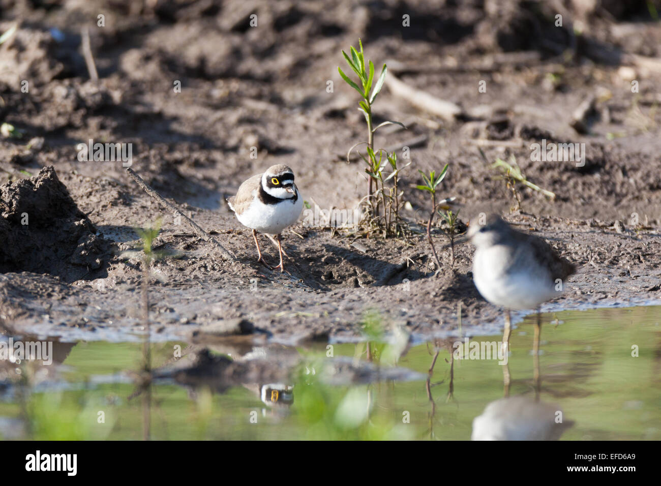 Poco inanellato Plover (Charadrius dubius).uccello selvatico in un habitat naturale. Un piccolo laghetto per irrigazione estiva del bestiame di dimensioni 40x4 Foto Stock