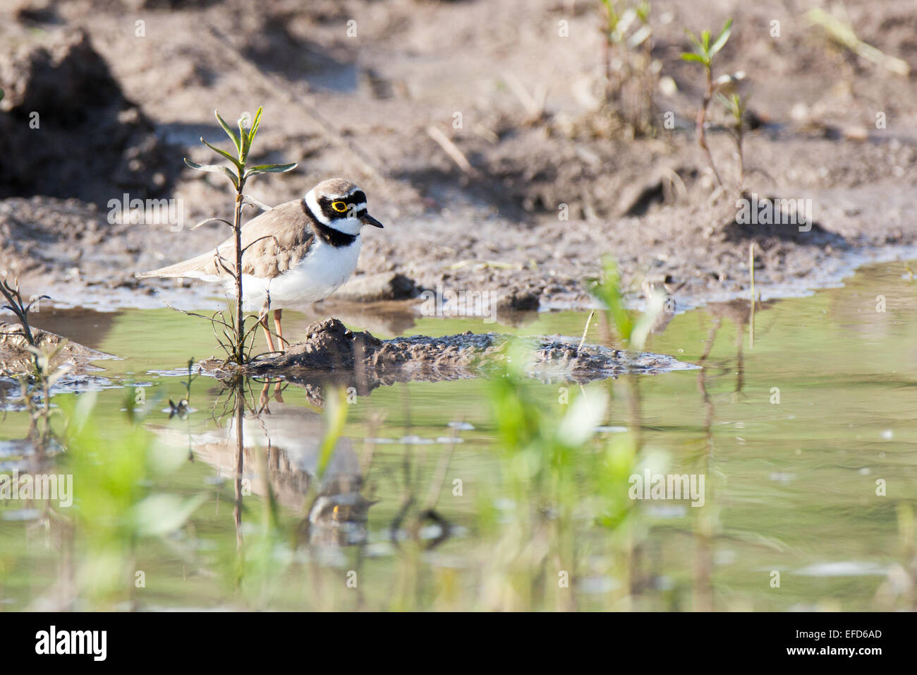 Poco inanellato Plover (Charadrius dubius).uccello selvatico in un habitat naturale. Un piccolo laghetto per irrigazione estiva del bestiame di dimensioni 40x4 Foto Stock