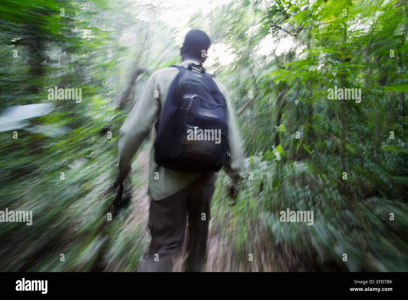 Guida/Tracker camminare attraverso la foresta pluviale per trovare gli scimpanzé. Foresta di Budongo Riserva, Uganda Gennaio 2011 Foto Stock