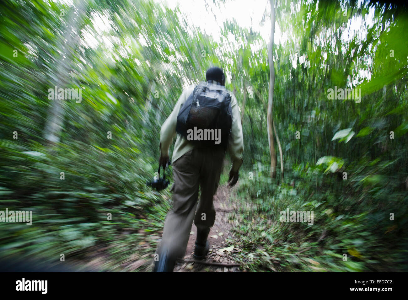 Guida/Tracker camminare attraverso la foresta pluviale per trovare gli scimpanzé. Foresta di Budongo Riserva, Uganda Gennaio 2011 Foto Stock