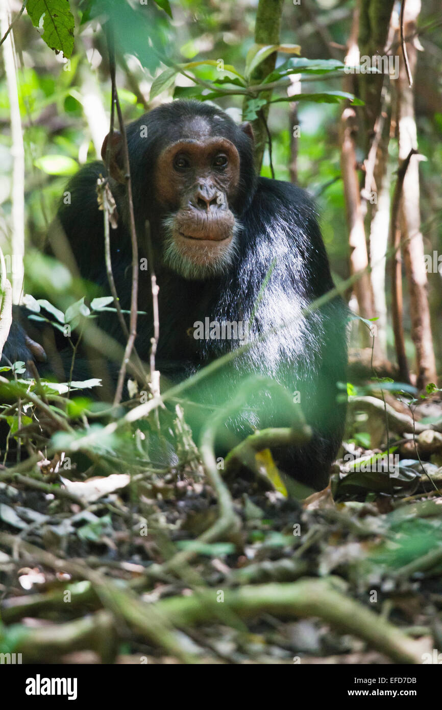 Eastern Scimpanzé comune maschio (Pan troglodytes schweinfurthii) Budongo riserva forestale, Uganda Gennaio 2011 Foto Stock