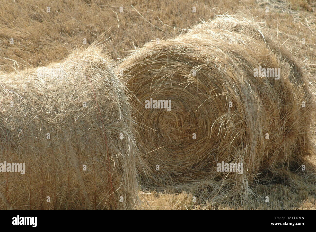 Balle di fieno di estate raccolto. Foto Stock