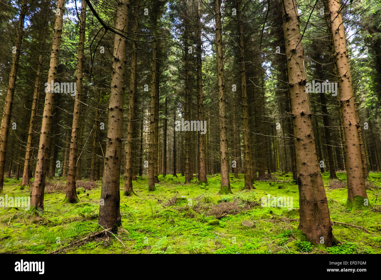 Alberi in righe nella Foresta di Dean Foto Stock