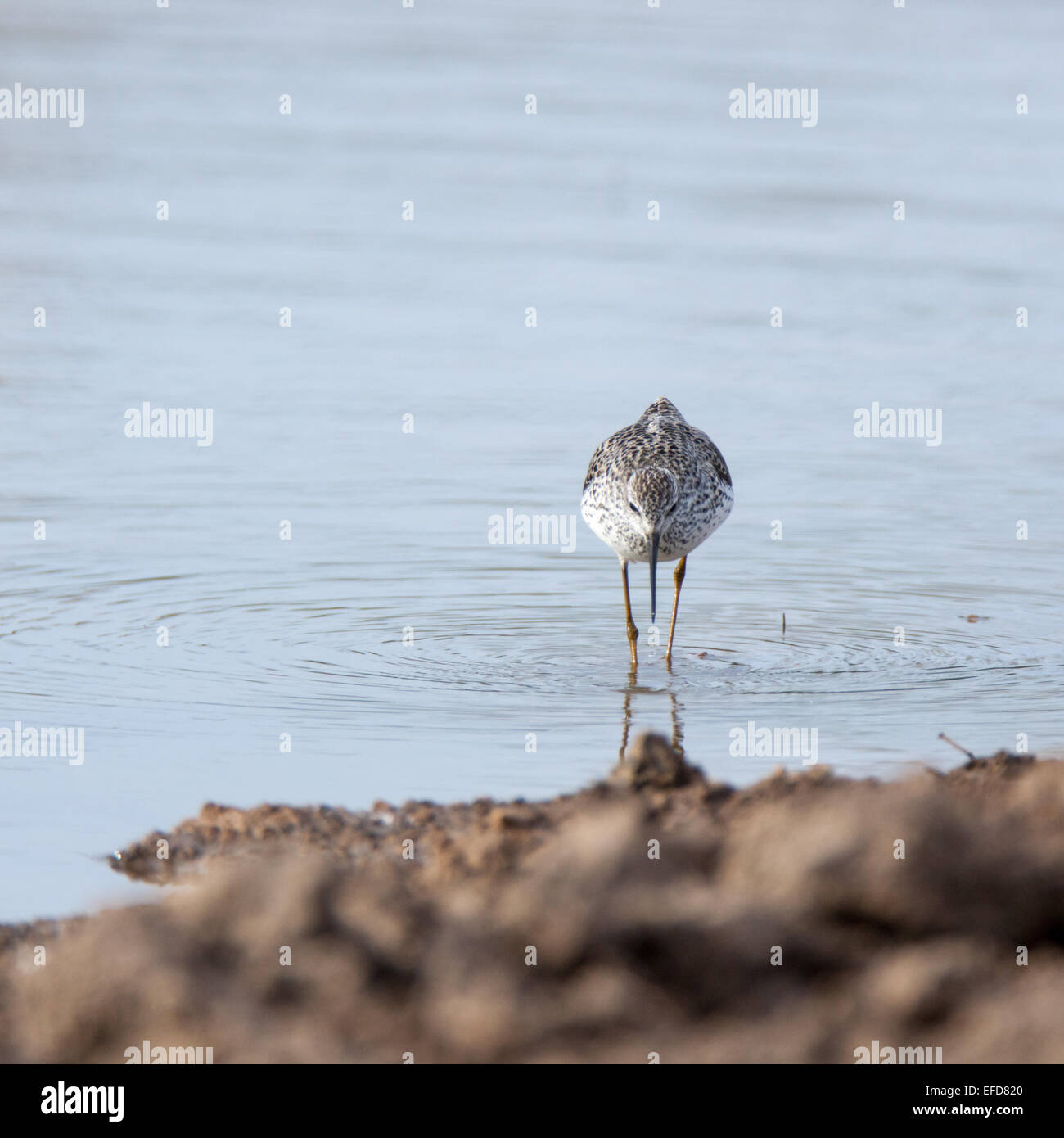 Marsh Sandpiper (Tringa stagnatilis).uccello selvatico in un habitat naturale. Un piccolo laghetto per irrigazione estiva del bestiame di dimensioni 40x40 m Foto Stock