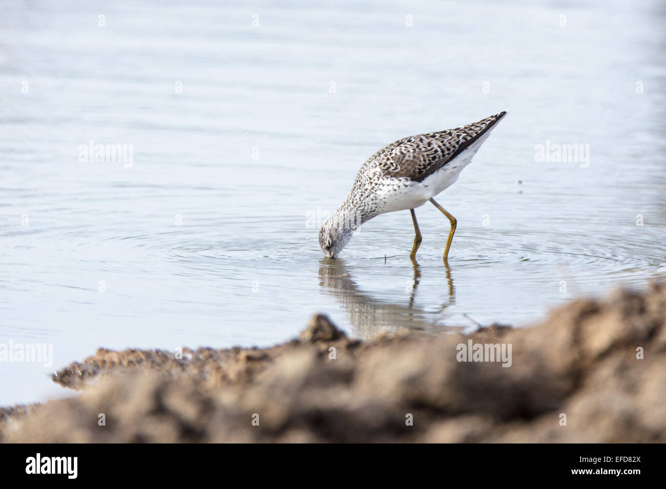 Marsh Sandpiper (Tringa stagnatilis).uccello selvatico in un habitat naturale. Un piccolo laghetto per irrigazione estiva del bestiame di dimensioni 40x40 m Foto Stock