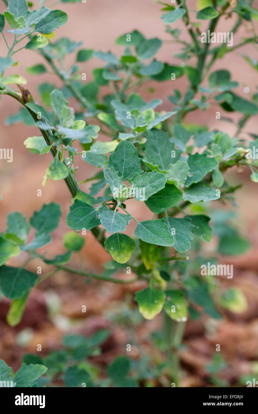 Il Seaport o grigio (Goosefoot Chenopodium opulifolium) pianta medicinale: detto al supporto della funzione epatica e curare il morbillo Foto Stock