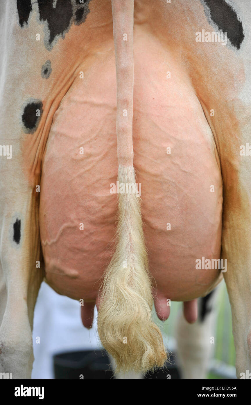 Vacche da latte di mammella da dietro. Regno Unito Foto Stock