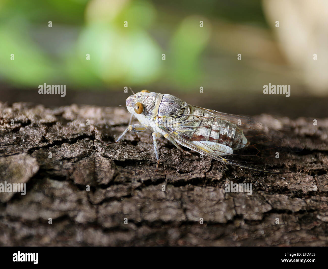 Grande cicala seduto su un albero, fotografato close-up Foto Stock