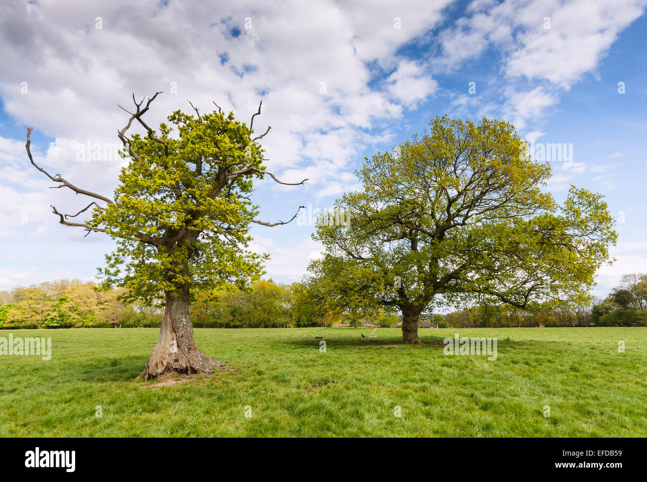 Due alberi di quercia in primavera, uno danneggiato e vecchi, altri più giovani, stand in un campo con cielo blu e nuvole di luce Foto Stock