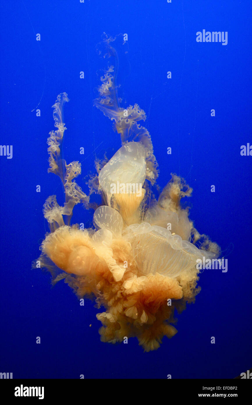 Tuorlo d'uovo meduse o Phacellophora camtschatica presso l'aquarium Foto Stock