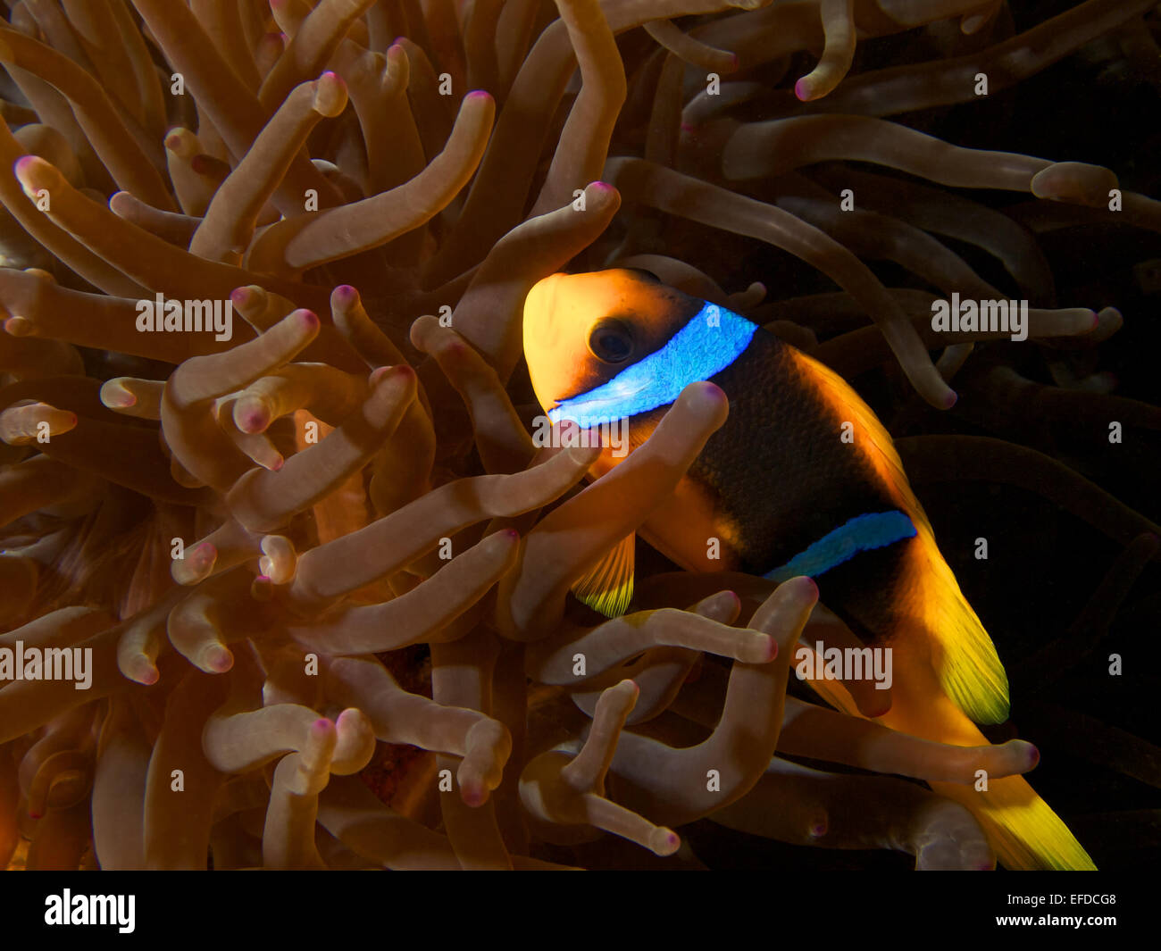 Mar Rosso pesce di anemone Foto Stock