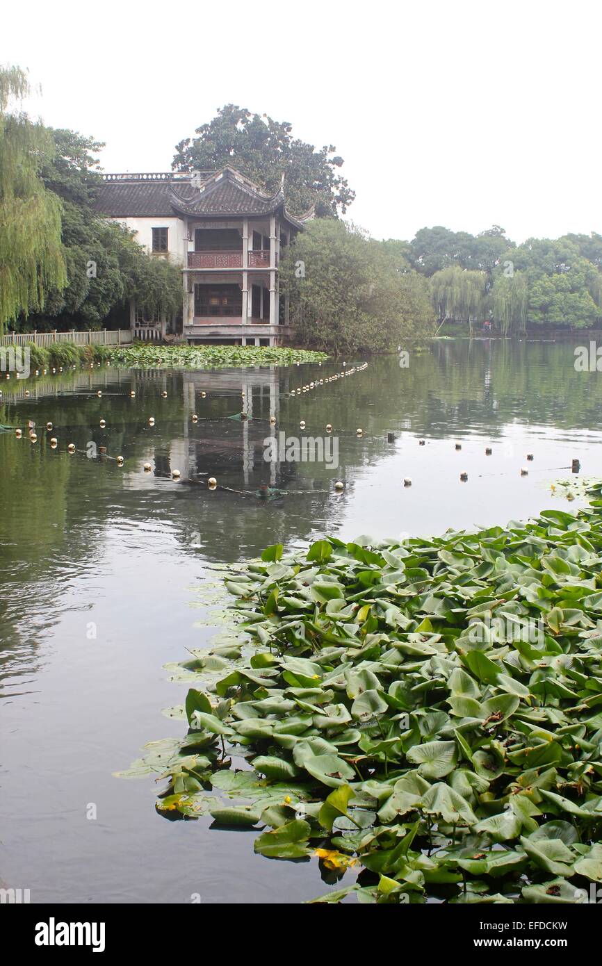 Lily Pad a West Lake Hangzhou Cina Foto Stock