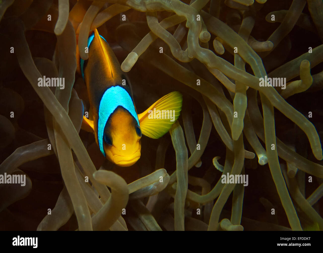 Mar Rosso pesce di anemone Foto Stock