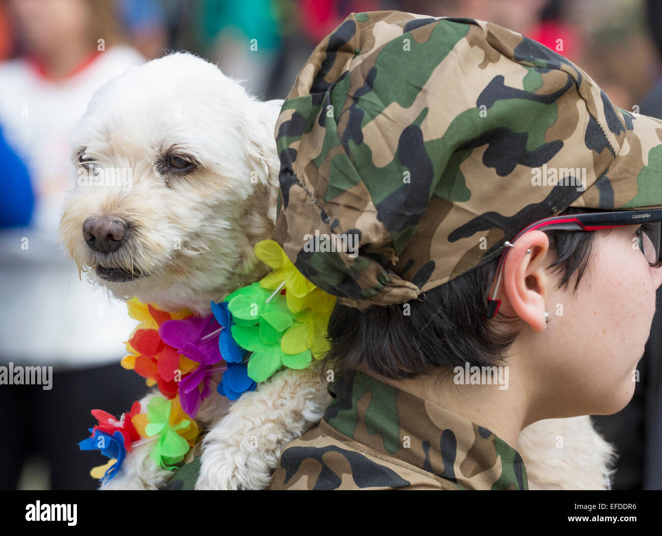 Dog fancy dress giorno a Las Palmas Carnevale a Gran Canaria. Isole Canarie Spagna Foto Stock