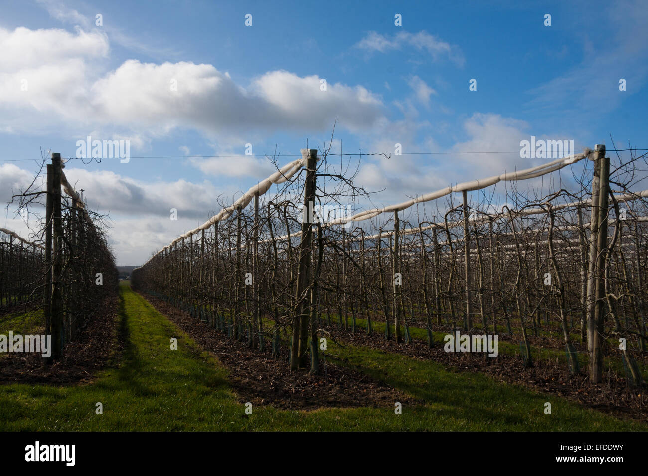 Fotografia paesaggio di alberi da frutto durante l'inverno nella Valle della Loira in Francia. Il cielo blu e l'erba verde. Foto Stock