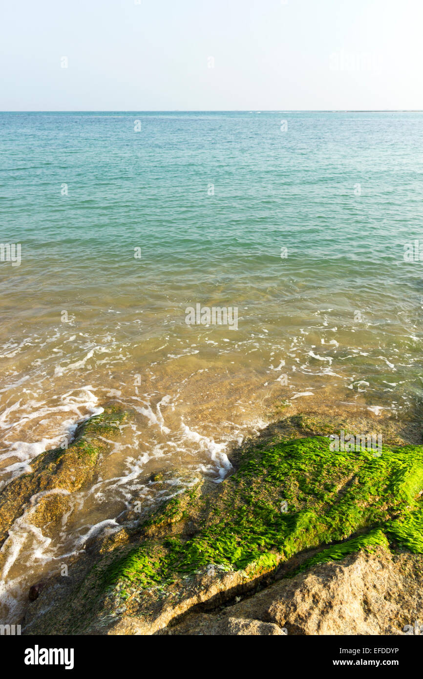 Mare Verde muschio sfondo, bella vista. riva sabbiosa con moss erba Foto Stock