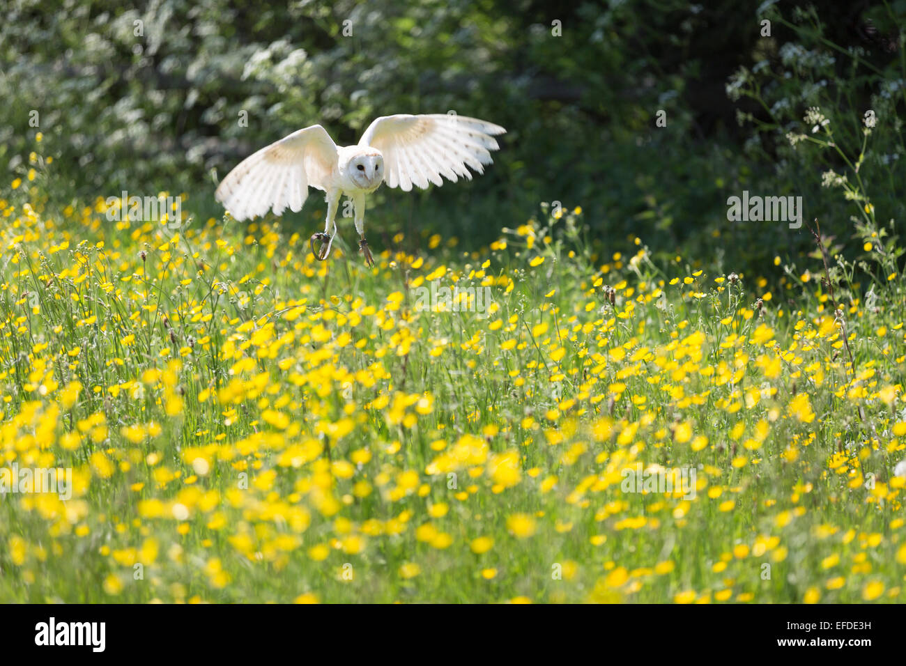 La fauna selvatica : Barbagianni. (Tyto alba). Foto Stock