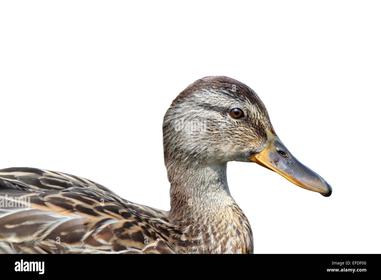 Ritratto di isolato di una femmina di Mallard duck ( Anas platyrhynchos ) Foto Stock
