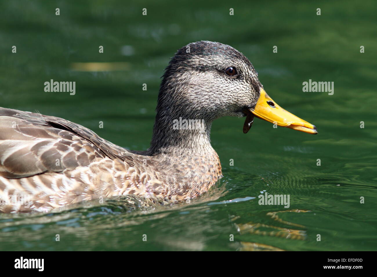 Vista laterale della femmina di Mallard duck nuoto su acqua Foto Stock