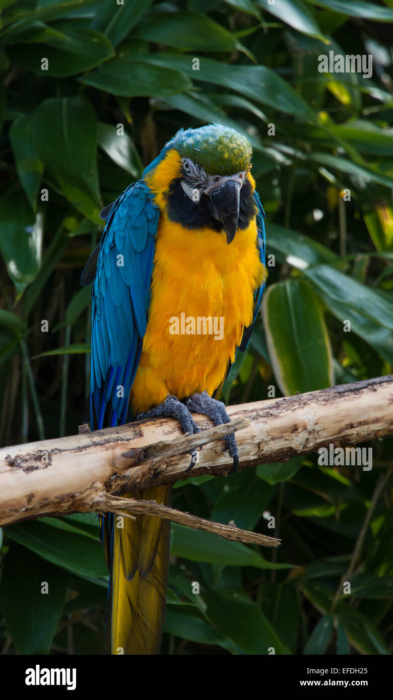 Blu e arancione del piumaggio, Psittacidae Orthopsittaca, Macaw pappagallo appollaiato. Foto Stock