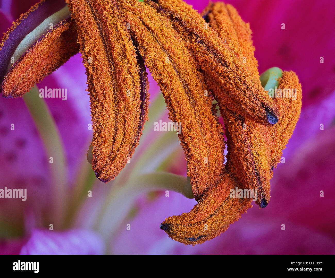Ultra close up degli stami di un giglio colore rosa fiore che mostra i singoli granuli di polline Foto Stock