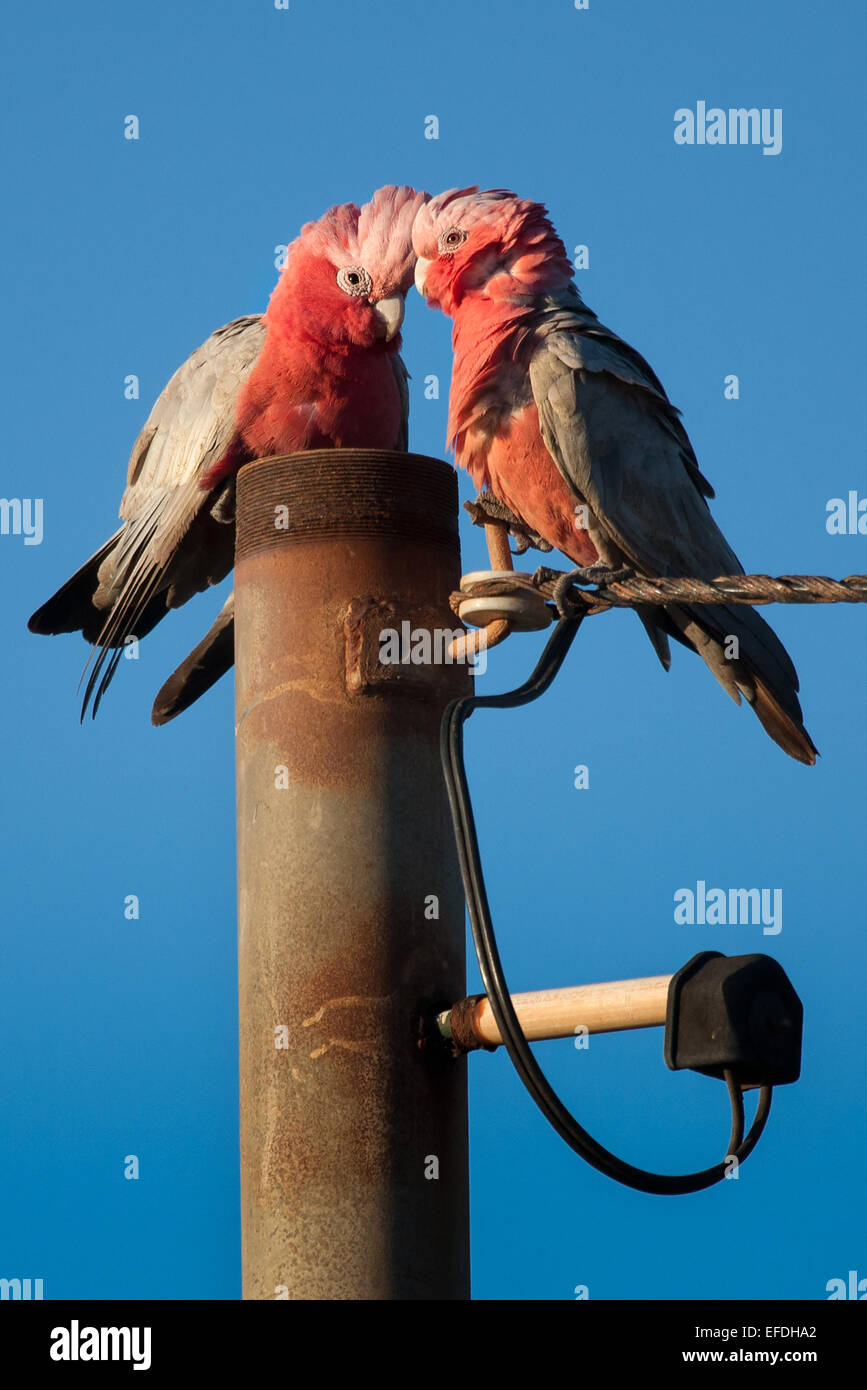 Coppia di legame Galahs il loro rapporto sulla parte superiore di un arrugginito palo del telegrafo in Sud Australia Occidentale Foto Stock