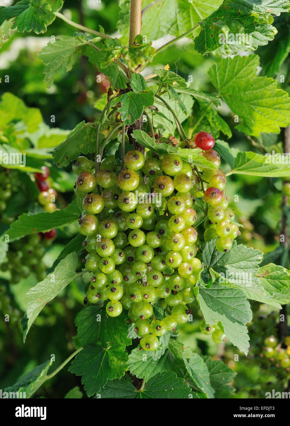 Il ramo ricco di ribes rosso è di arrivare a essere maturo Foto Stock