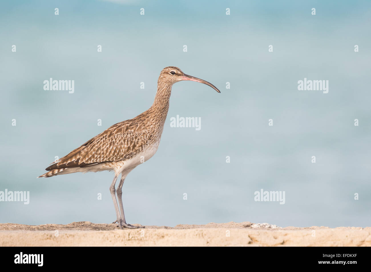 Eurasian curlew (Numenius arquata) appollaiato sulla roccia di fronte all'Oceano Indiano. Foto Stock