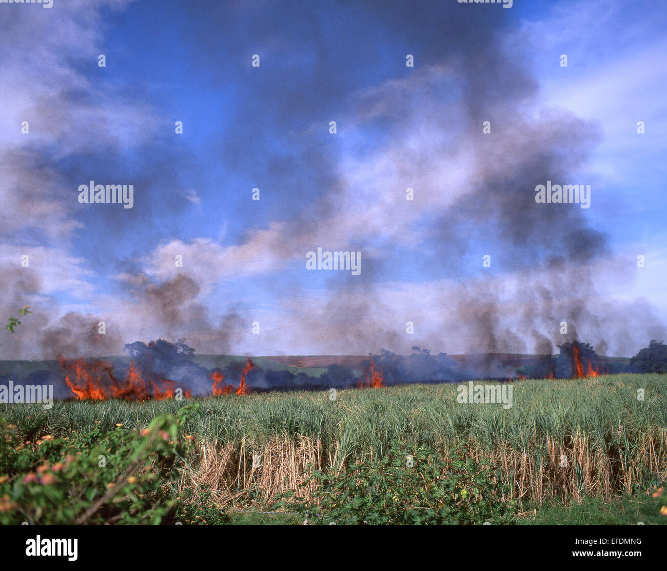 Combustione della canna da zucchero, distretto di Lubombo, Eswatini (Swaziland) Foto Stock