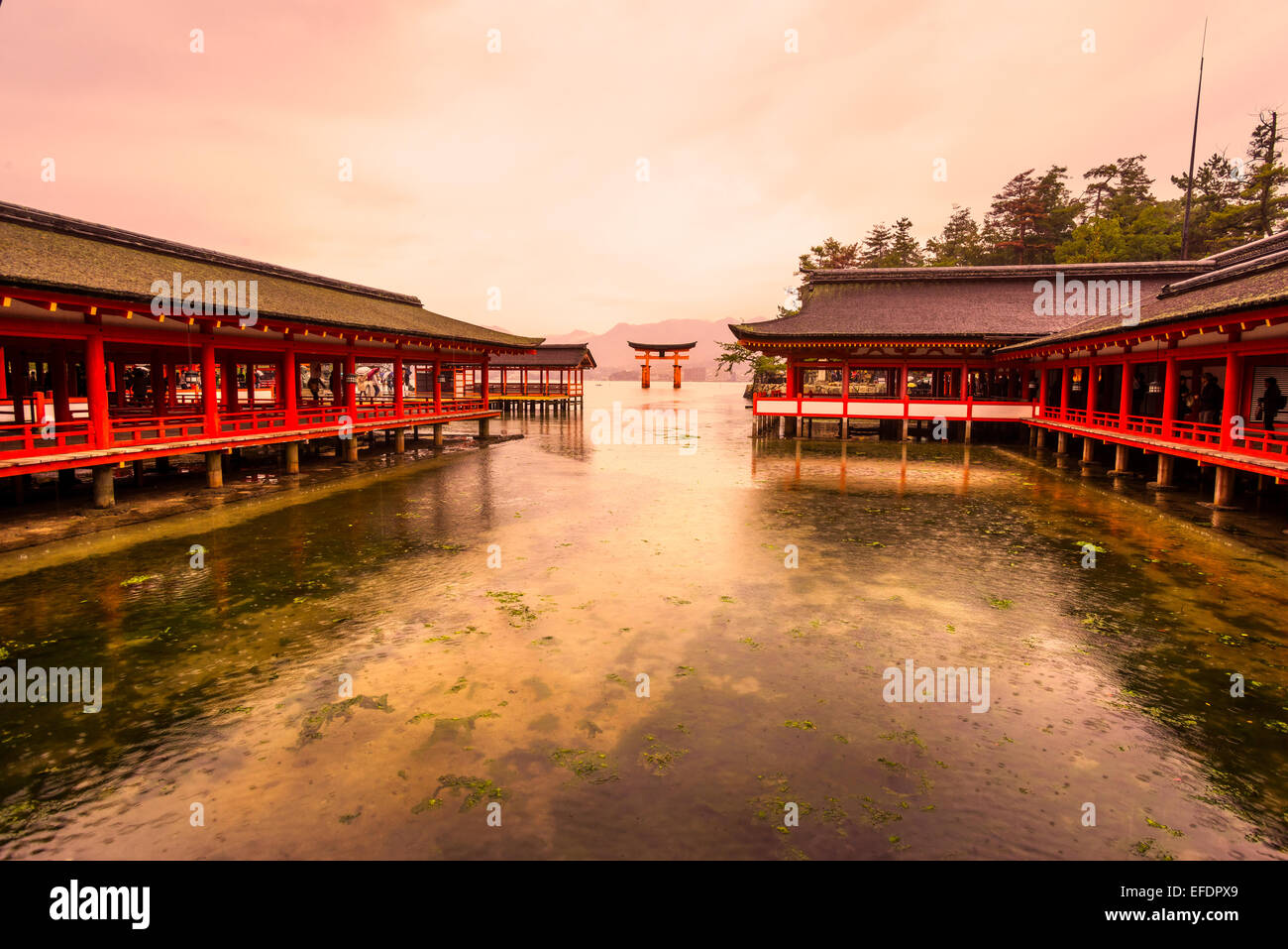 Miyajima, il famoso floating Torii gate, Giappone. Foto Stock